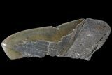 Partial Fossil Megalodon Tooth - Serrated Blade #89439-1